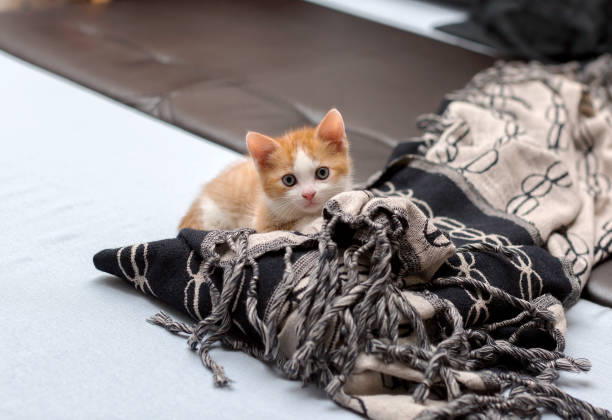 تصویر 2 از پتو ظریف چشم نواز هماهنگ دکوراسیون